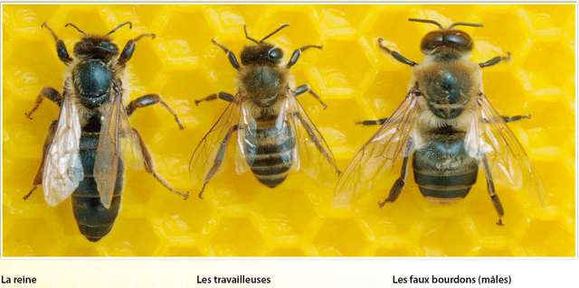 Differentes abeilles