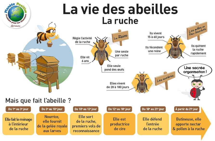 Vie des abeilles